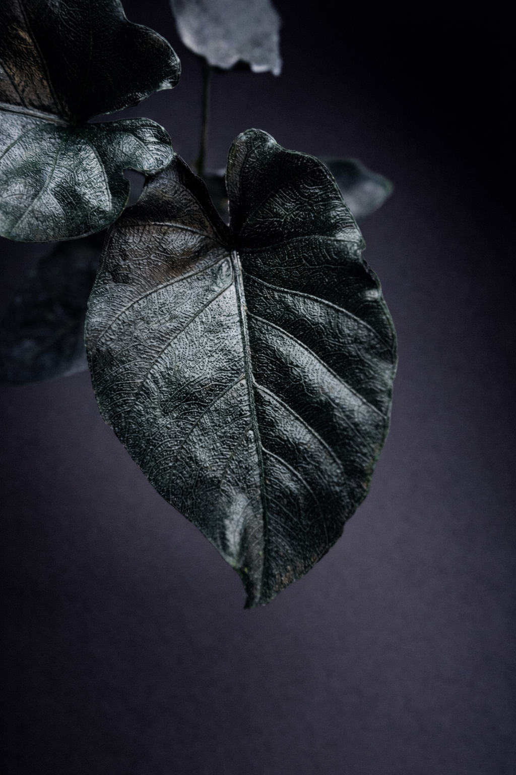 Alocasia Antoro Velvet