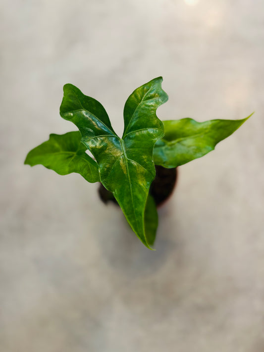 Alocasia Batwing