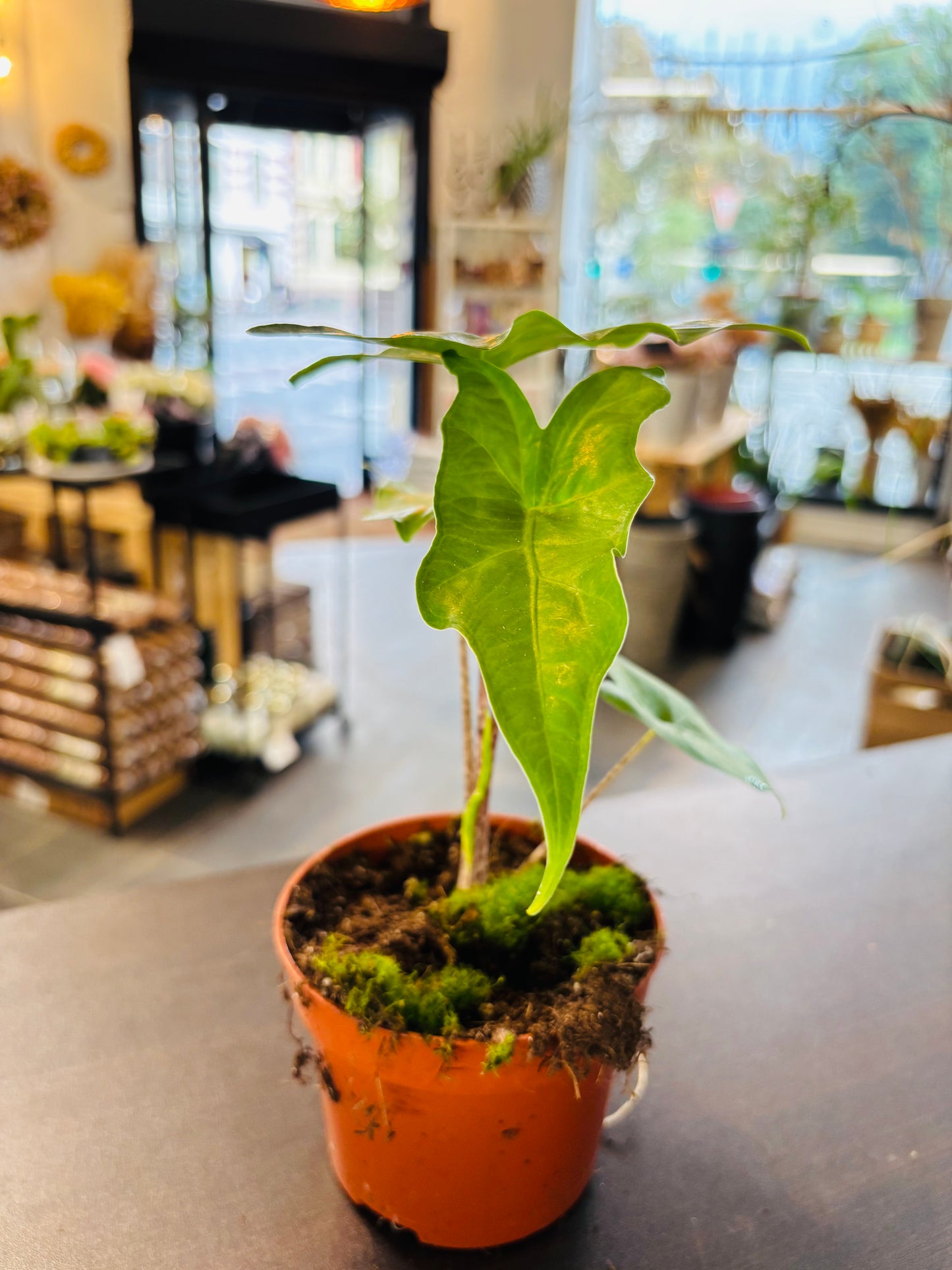 Alocasia Batwing