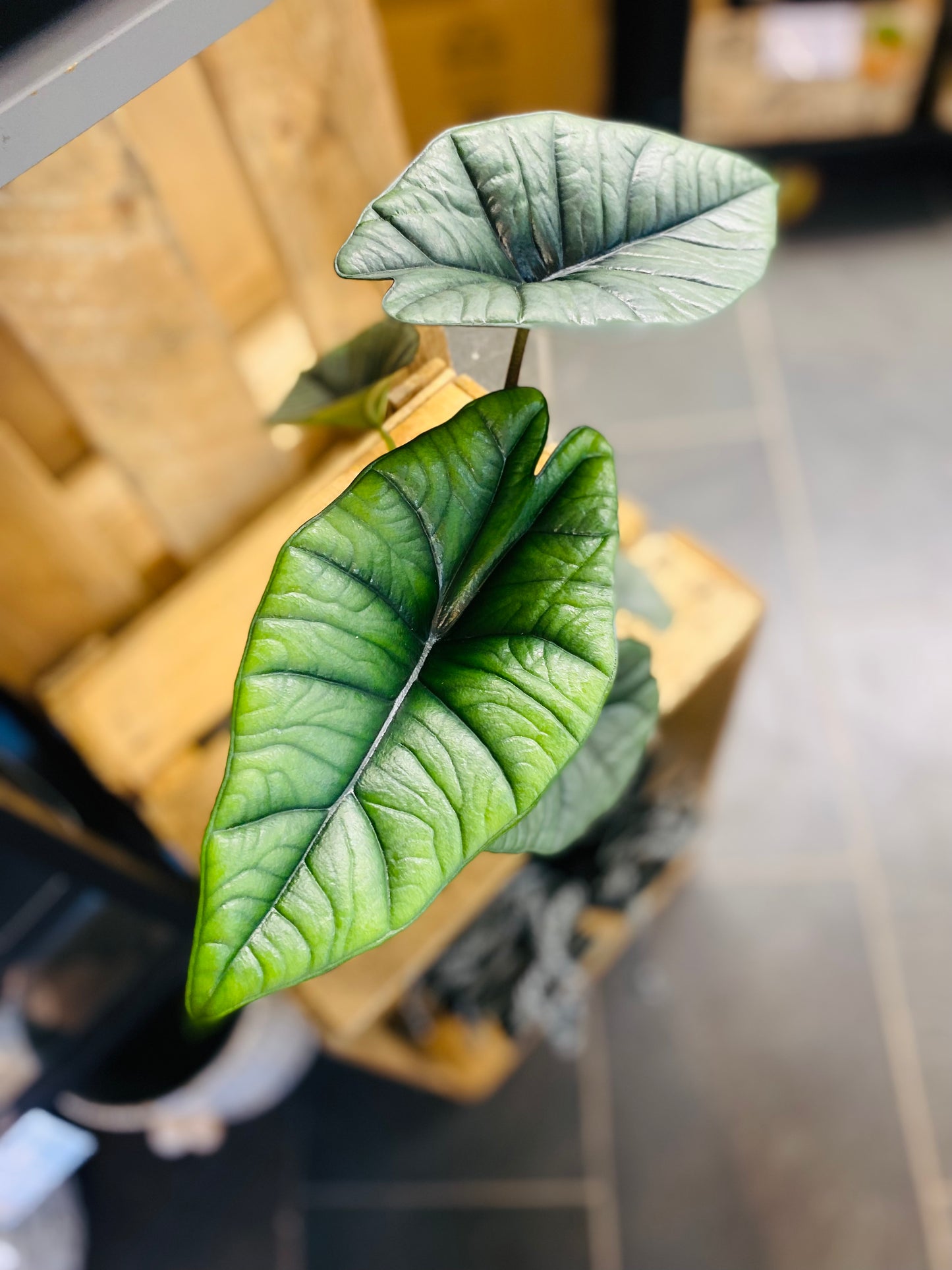 Alocasia Bisma