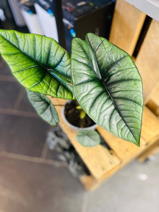 Alocasia Bisma
