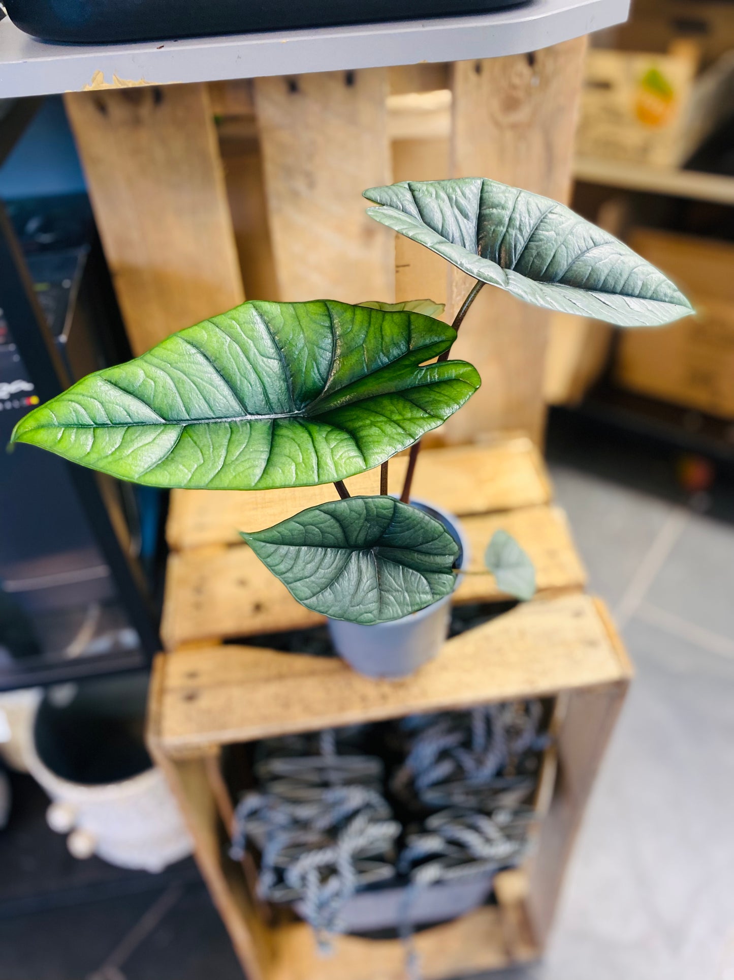 Alocasia Bisma