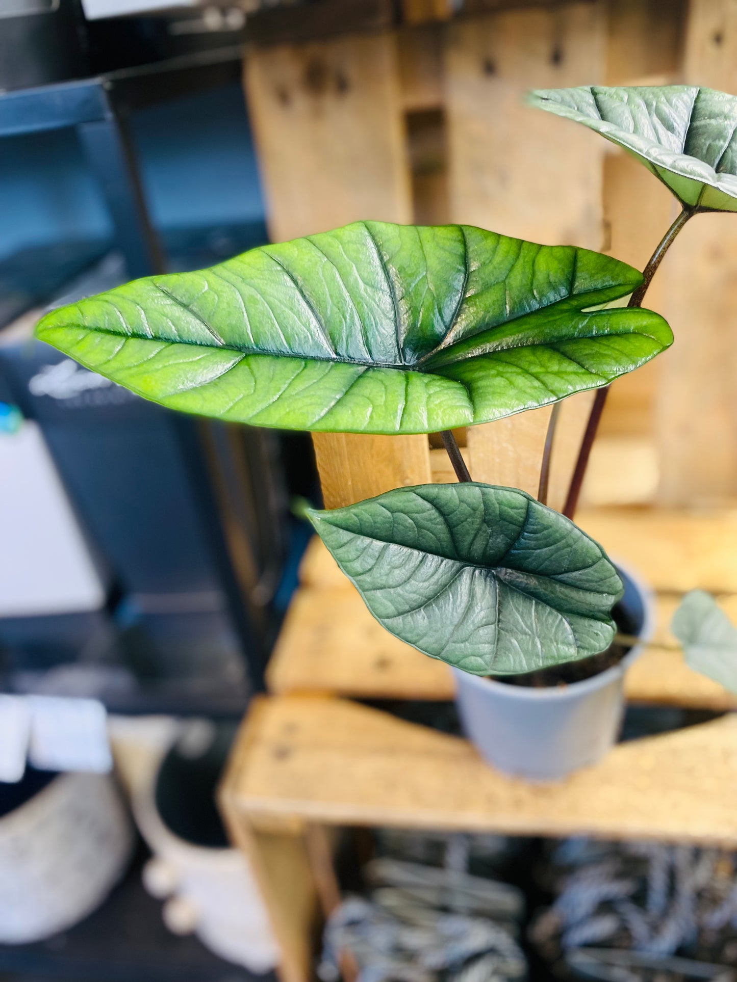 Alocasia Bisma