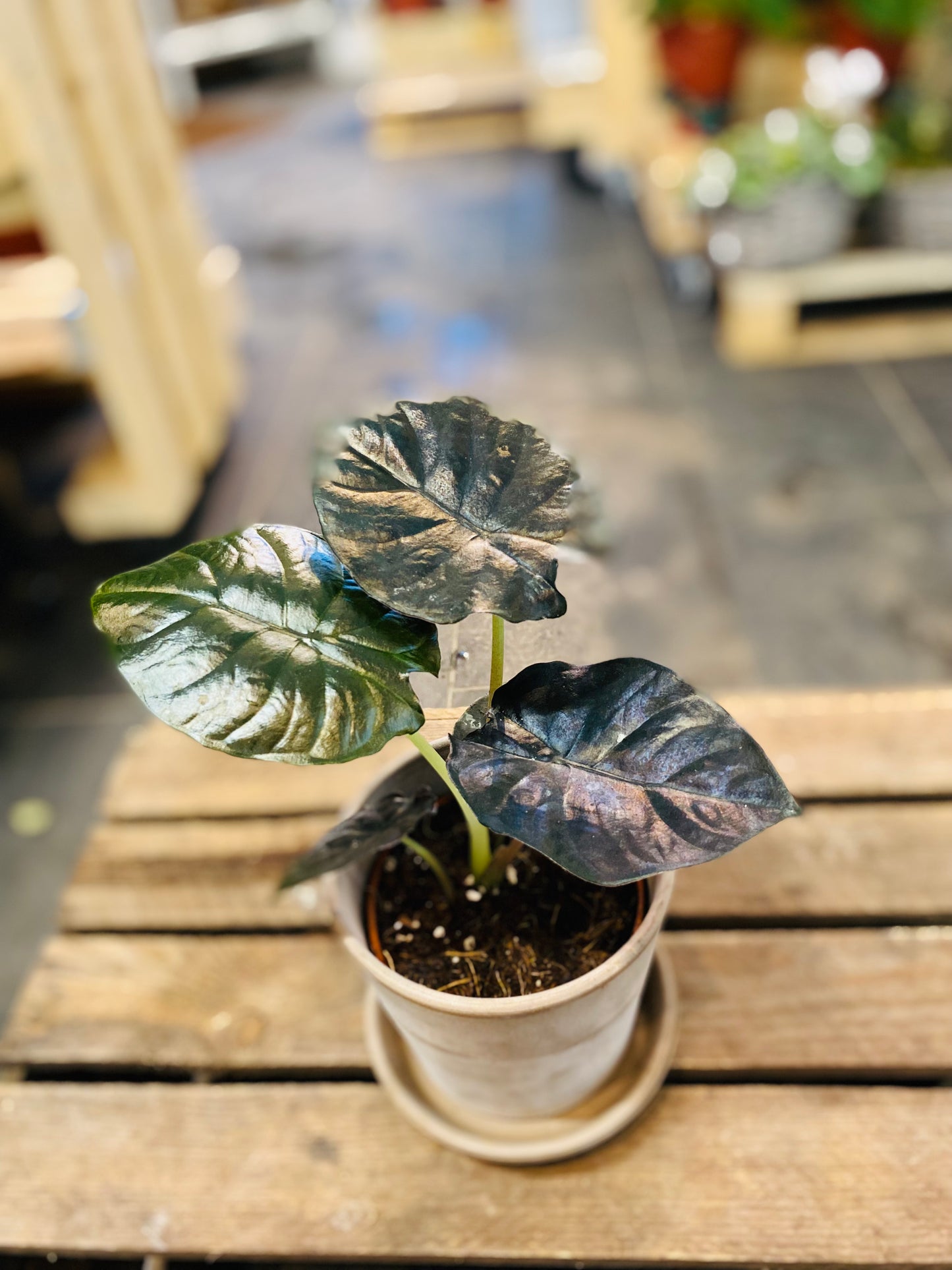 Alocasia Black Magic