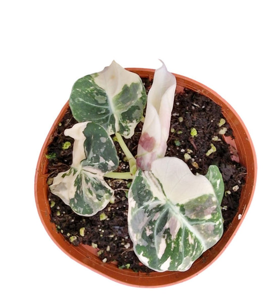 Alocasia Black Velvet Variegata