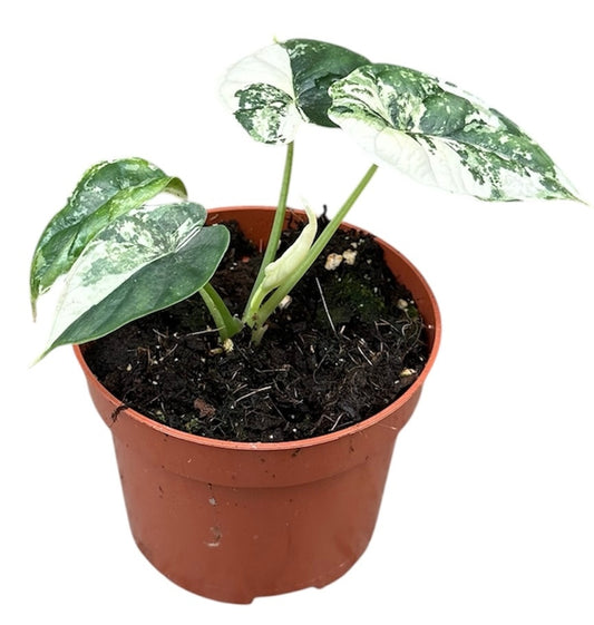 Alocasia Dragon Scale - Albo Variegata