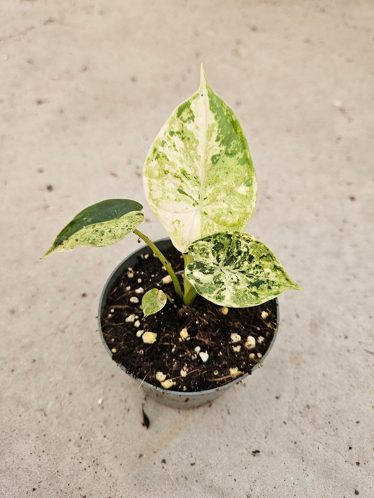 Alocasia Dragon Scale - Mint Variegata: Eksklusiv og Sjelden Tropisk Skjønnhet