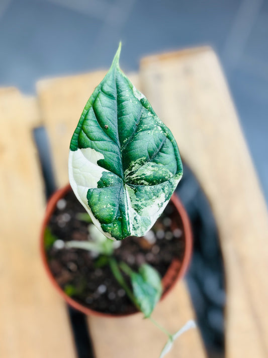 Alocasia Dragon Scale Albo Variegata - 2