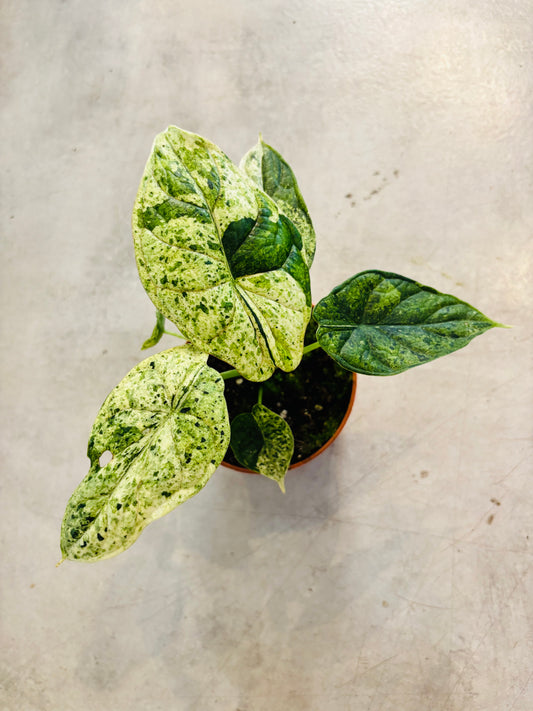 Alocasia Dragon Scale Mint - 1