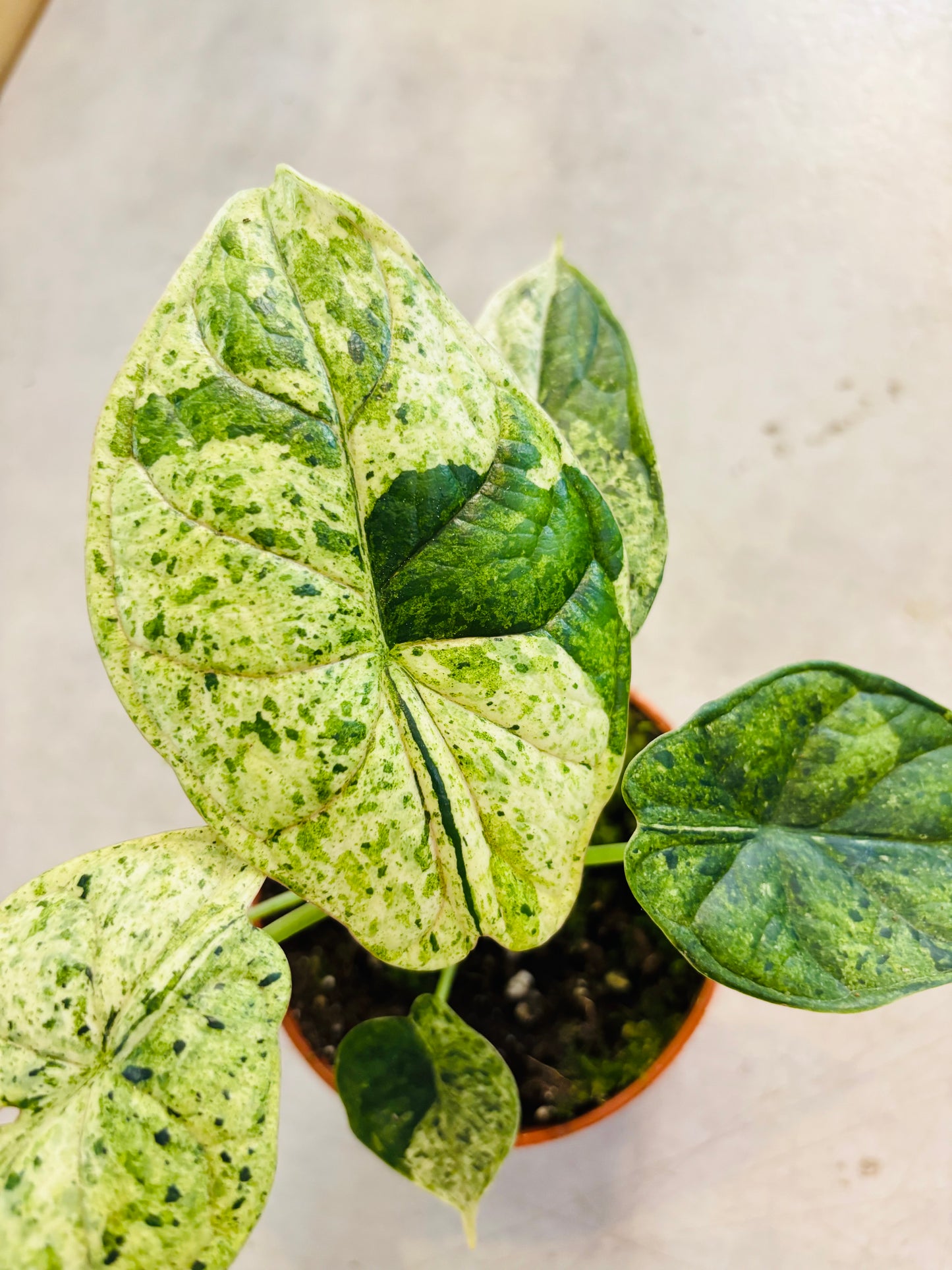 Alocasia Dragon Scale Mint - 1