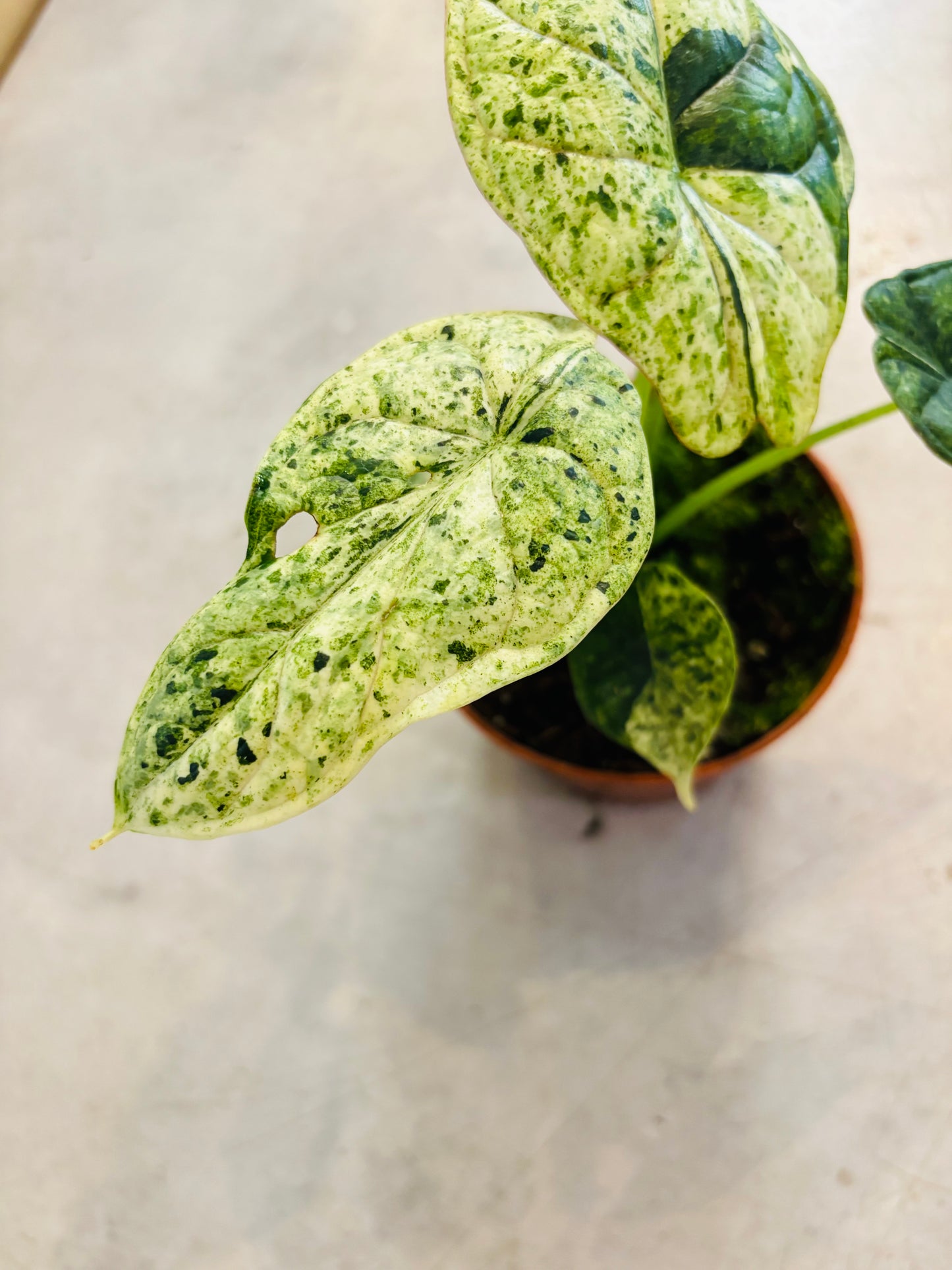 Alocasia Dragon Scale Mint - 1