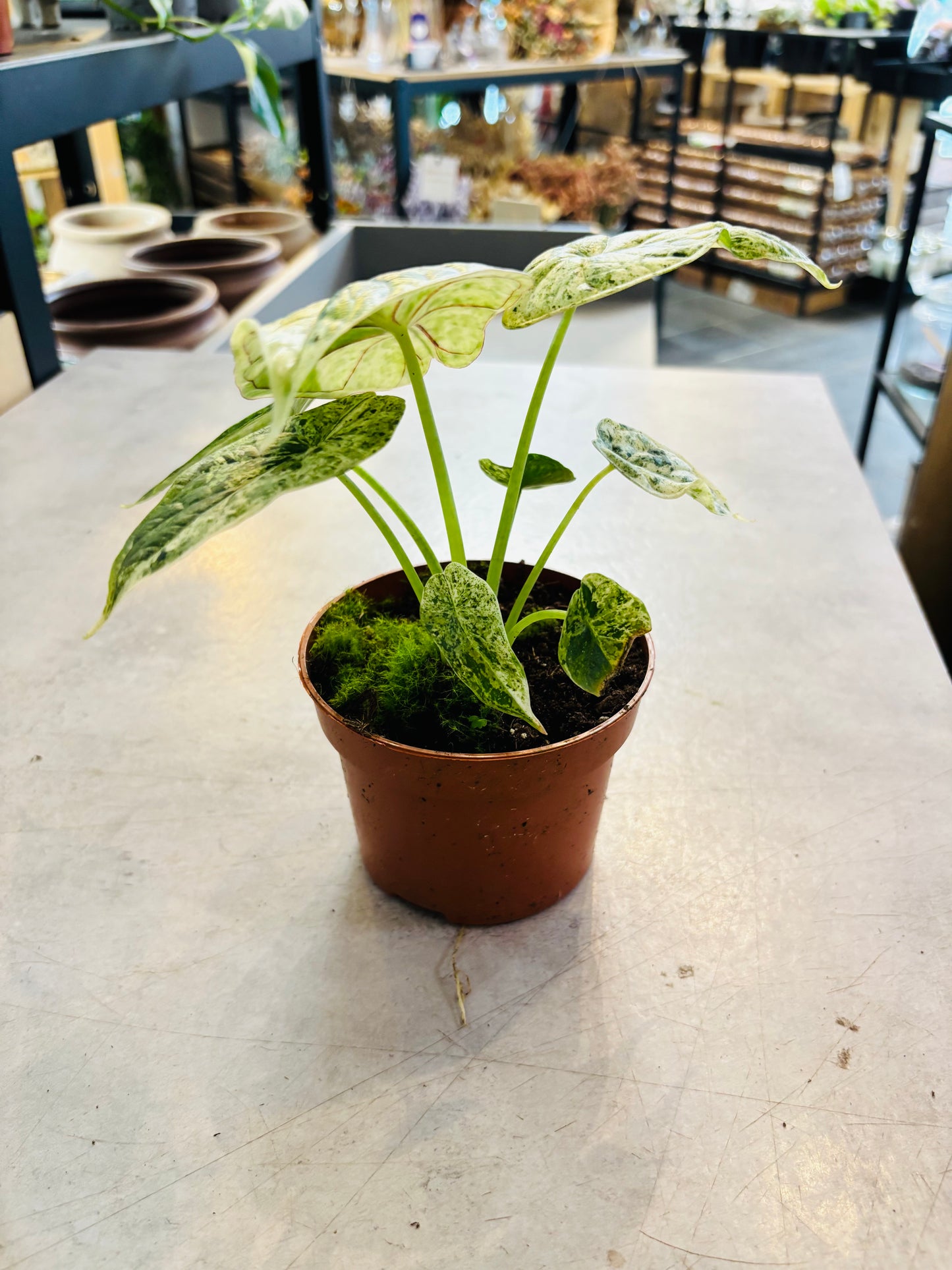 Alocasia Dragon Scale Mint - 1