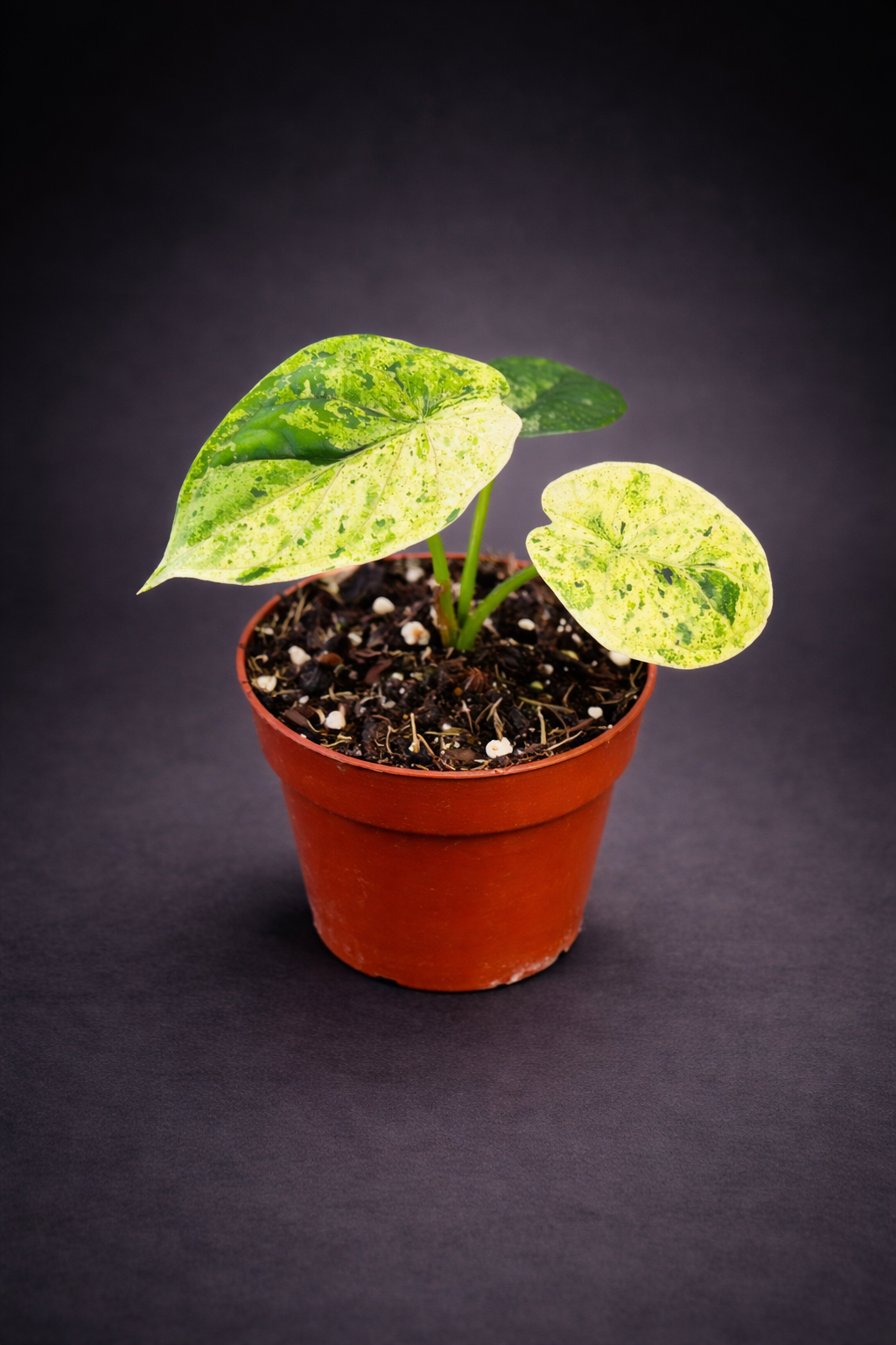 Alocasia Dragon Scale Mint