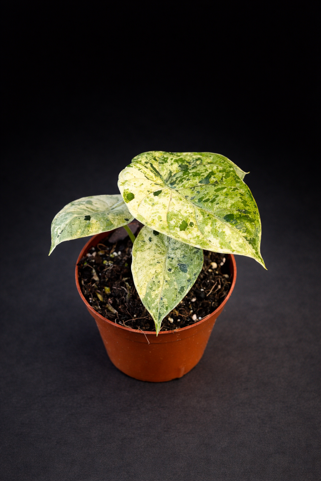 Alocasia Dragon Scale Mint