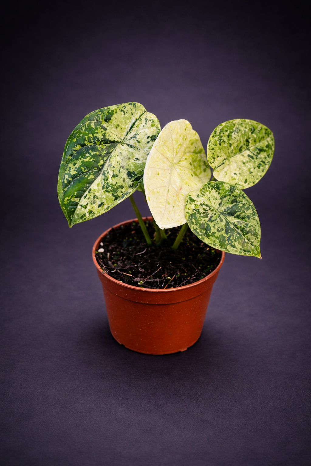 Alocasia Dragon Scale Mint