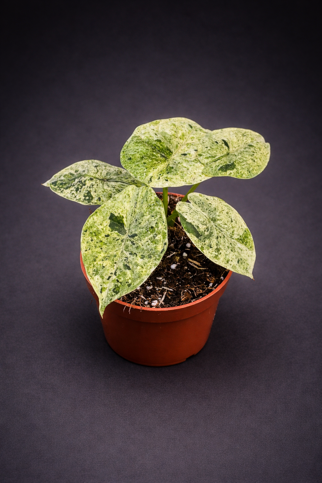 Alocasia Dragon Scale Mint