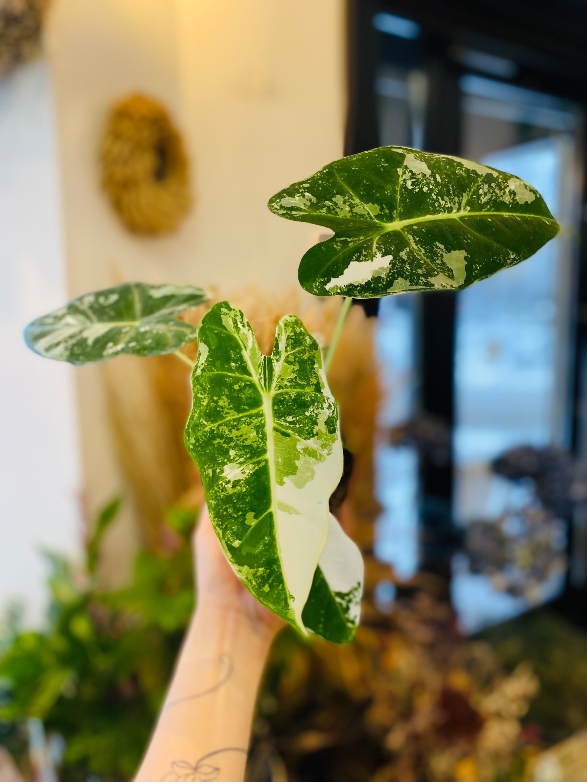 Alocasia Frydek Variegata – Unik Tropisk Eleganse