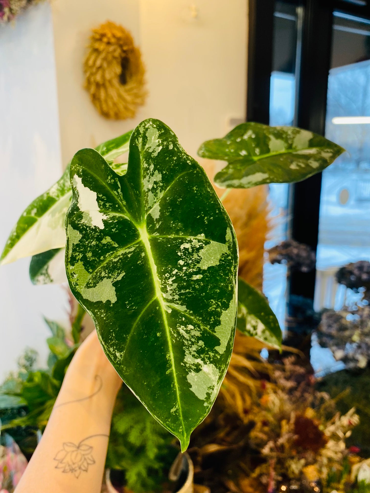 Alocasia Frydek Variegata – Unik Tropisk Eleganse