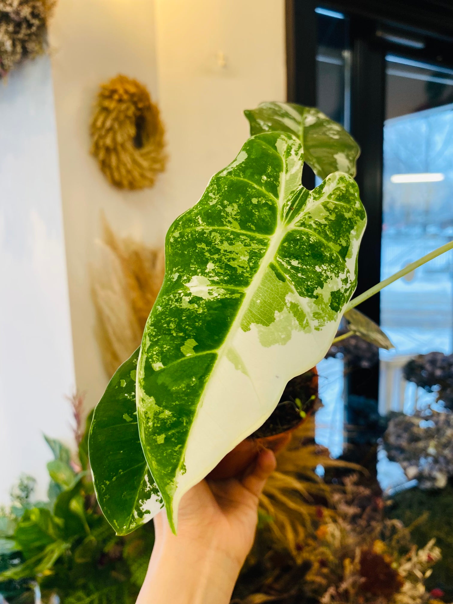 Alocasia Frydek Variegata – Unik Tropisk Eleganse