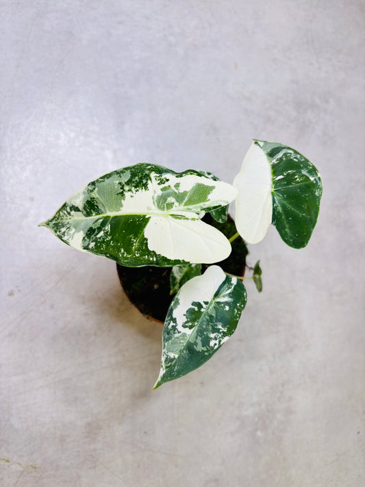 Alocasia Micholitziana "Green Velvet" Variegata - Frydek Variegata