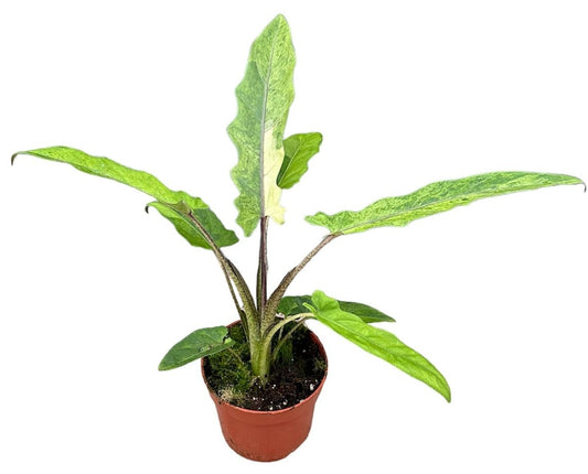 Alocasia Lauterbachiana Variegata