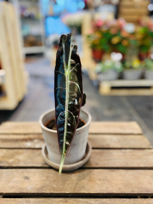 Alocasia Longiloba Purple: Eksotisk Eleganse for Ditt Hjem