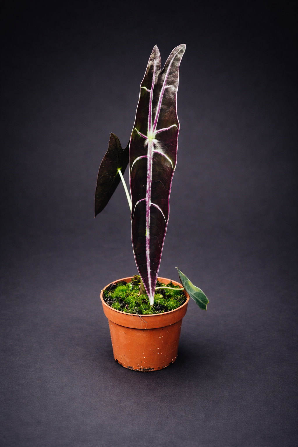 Alocasia Longiloba Purple