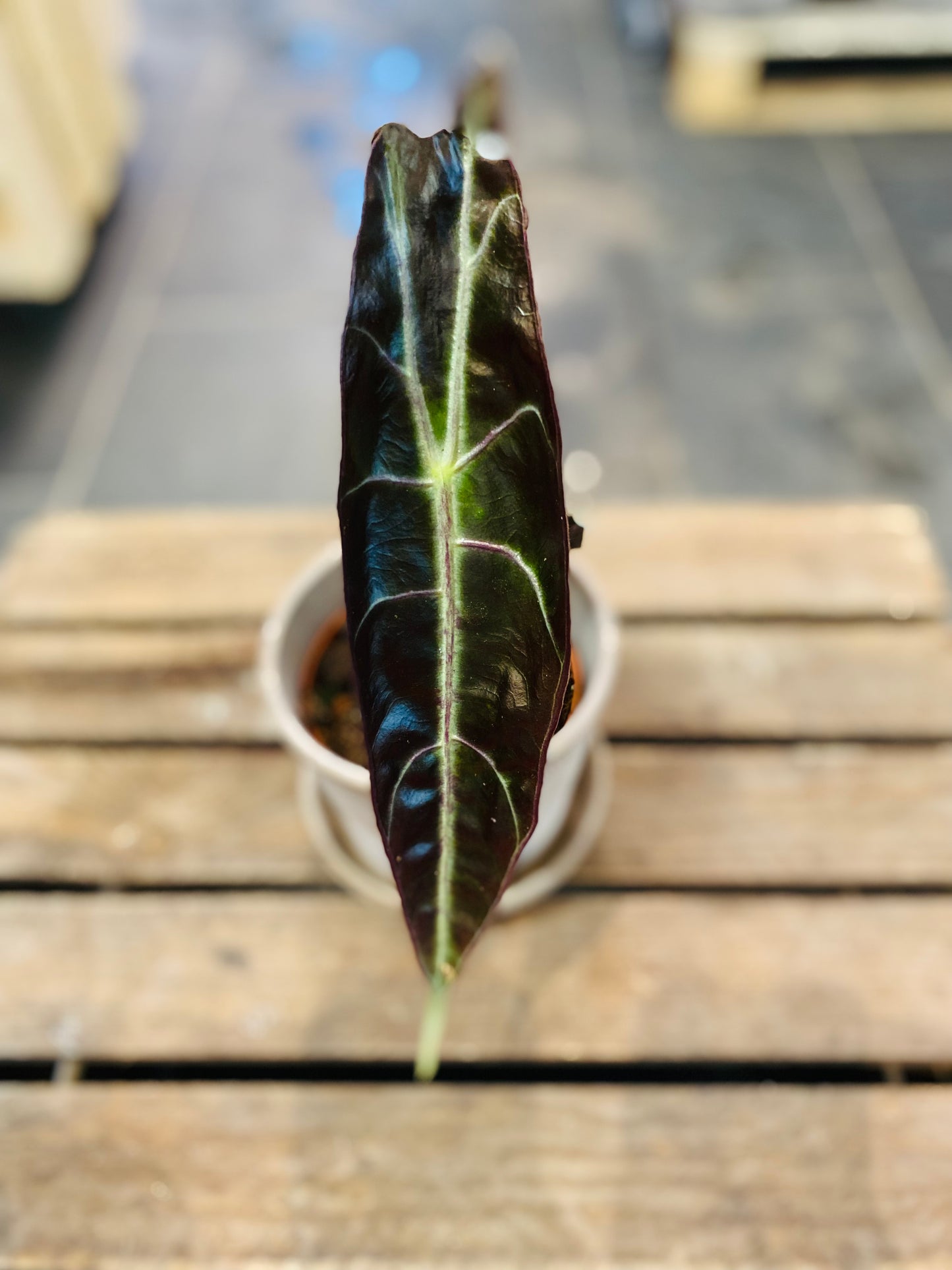 Alocasia Longiloba Purple: Eksotisk Eleganse for Ditt Hjem