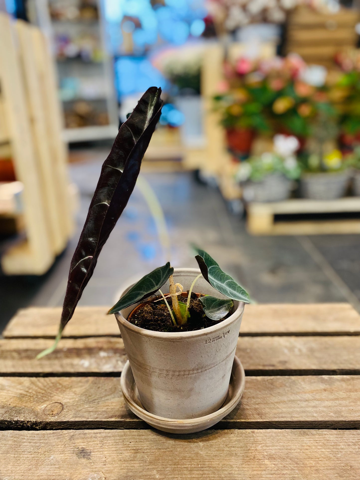 Alocasia Longiloba Purple: Eksotisk Eleganse for Ditt Hjem