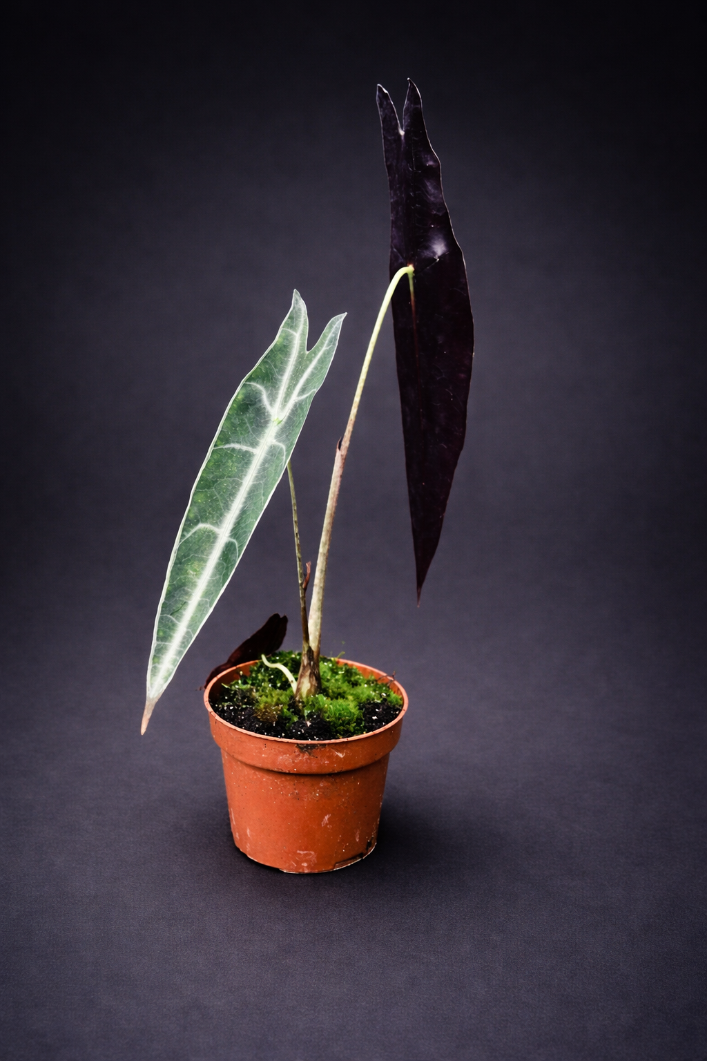 Alocasia Longiloba Purple