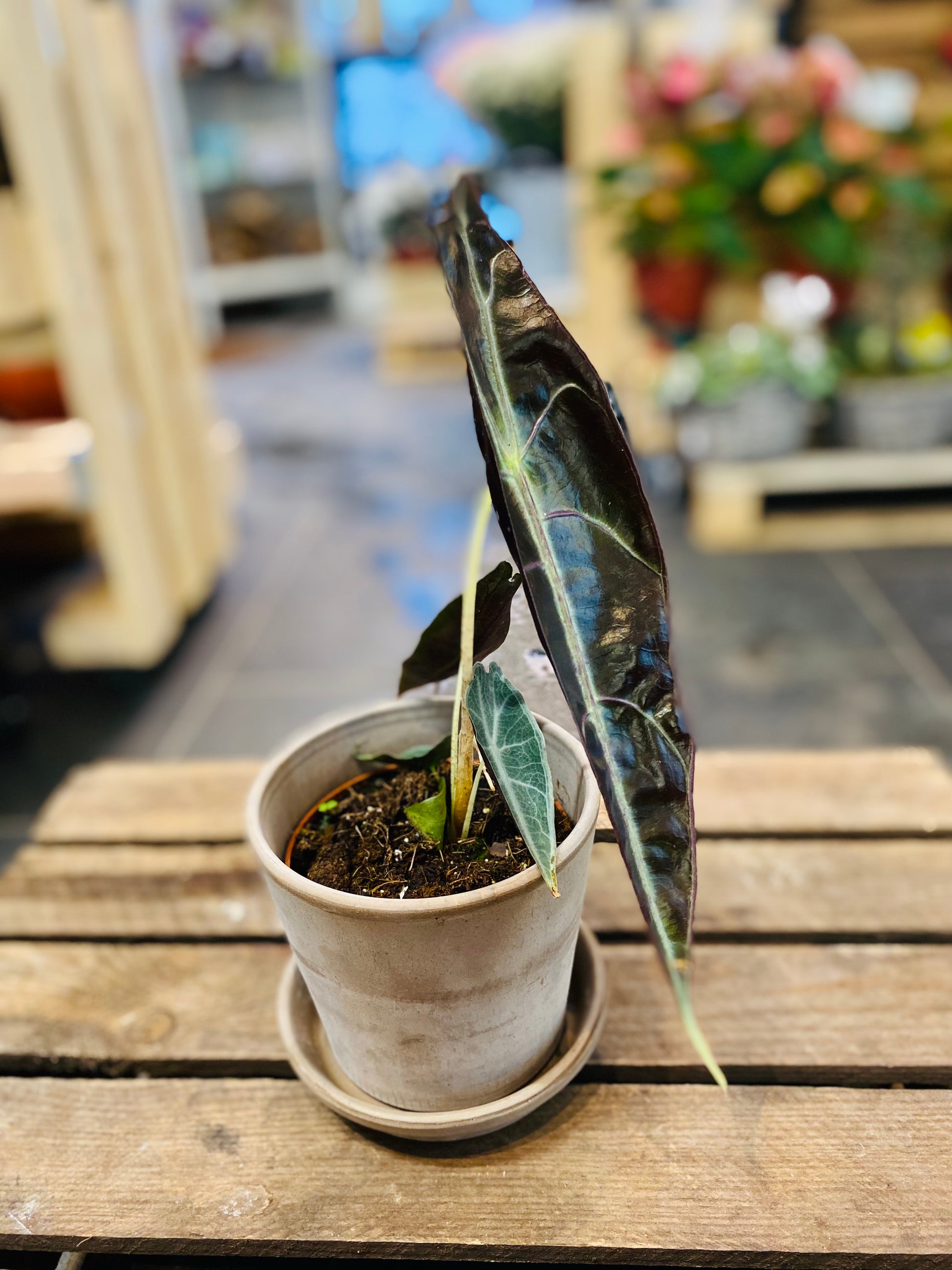 Alocasia Longiloba Purple: Eksotisk Eleganse for Ditt Hjem