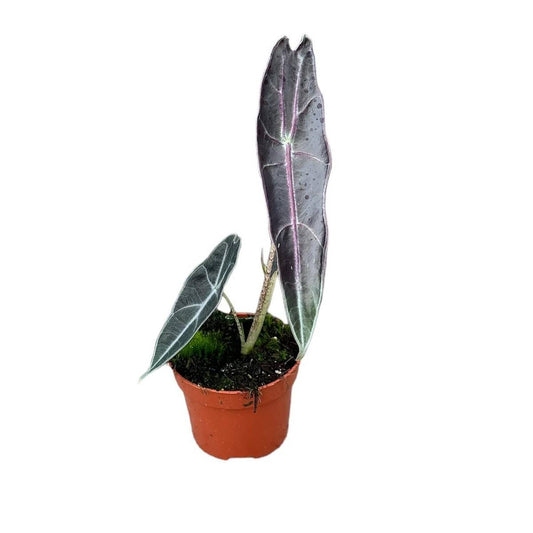 alocasia longiloba purple