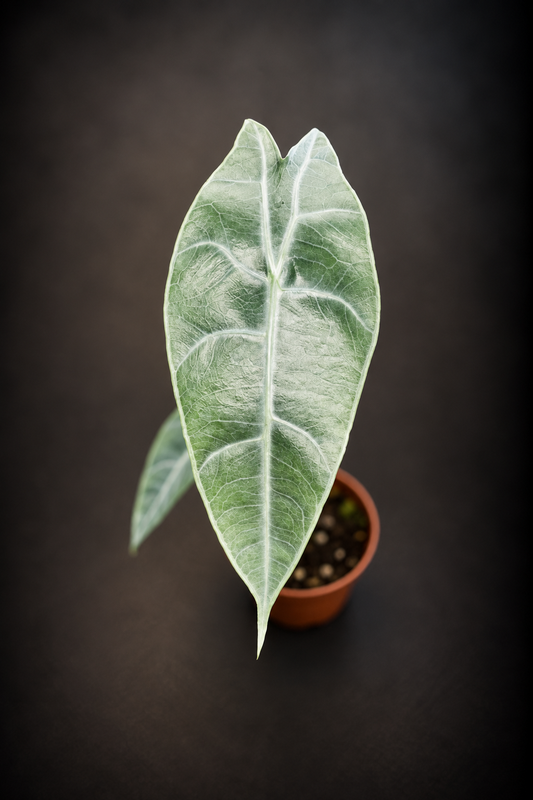 Alocasia Longiloba Silver