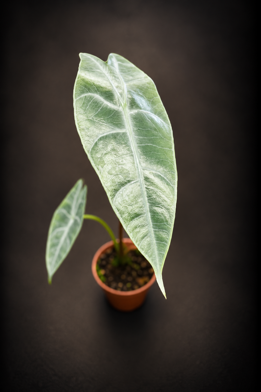 Alocasia Longiloba Silver