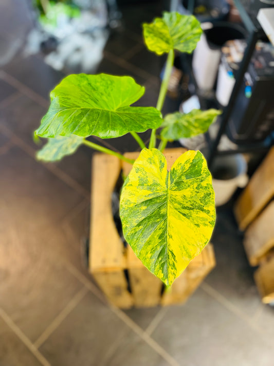 Alocasia Macrorrhiza 'Aurea Variegata'