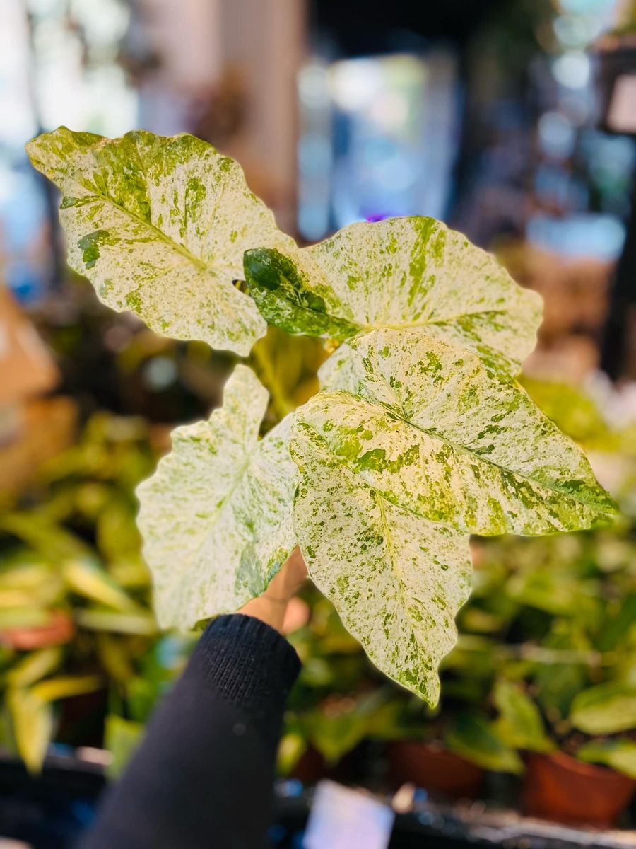 Alocasia Macrorrhiza Splash med store, spraglete blader i grønne og hvite nyanser, gir et eksotisk og dekorativt preg