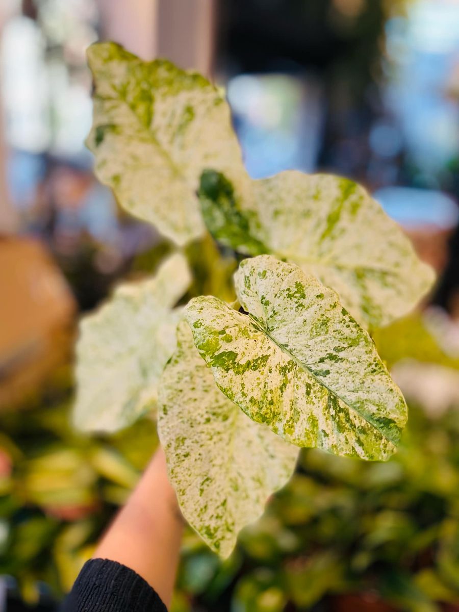 Alocasia Macrorrhiza Splash med store, spraglete blader i grønne og hvite nyanser, gir et eksotisk og dekorativt preg