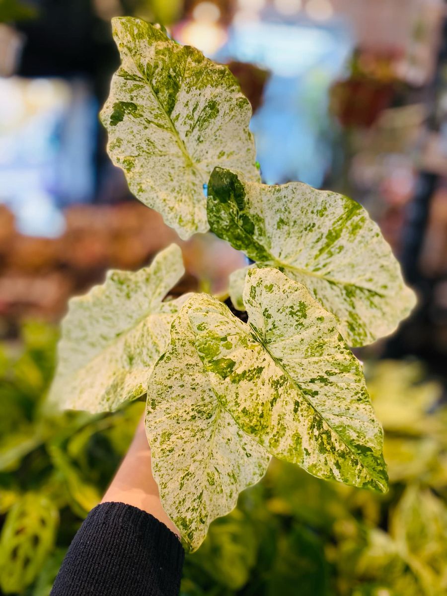 Alocasia Macrorrhiza Splash med store, spraglete blader i grønne og hvite nyanser, gir et eksotisk og dekorativt preg