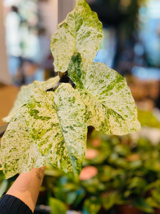 Alocasia Macrorrhiza Splash med store, spraglete blader i grønne og hvite nyanser, gir et eksotisk og dekorativt preg