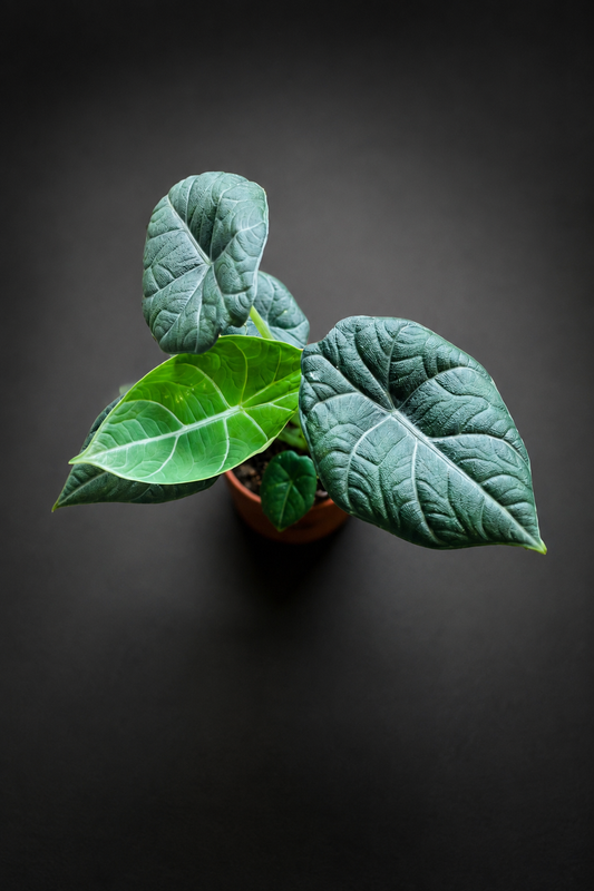 Alocasia Maharani