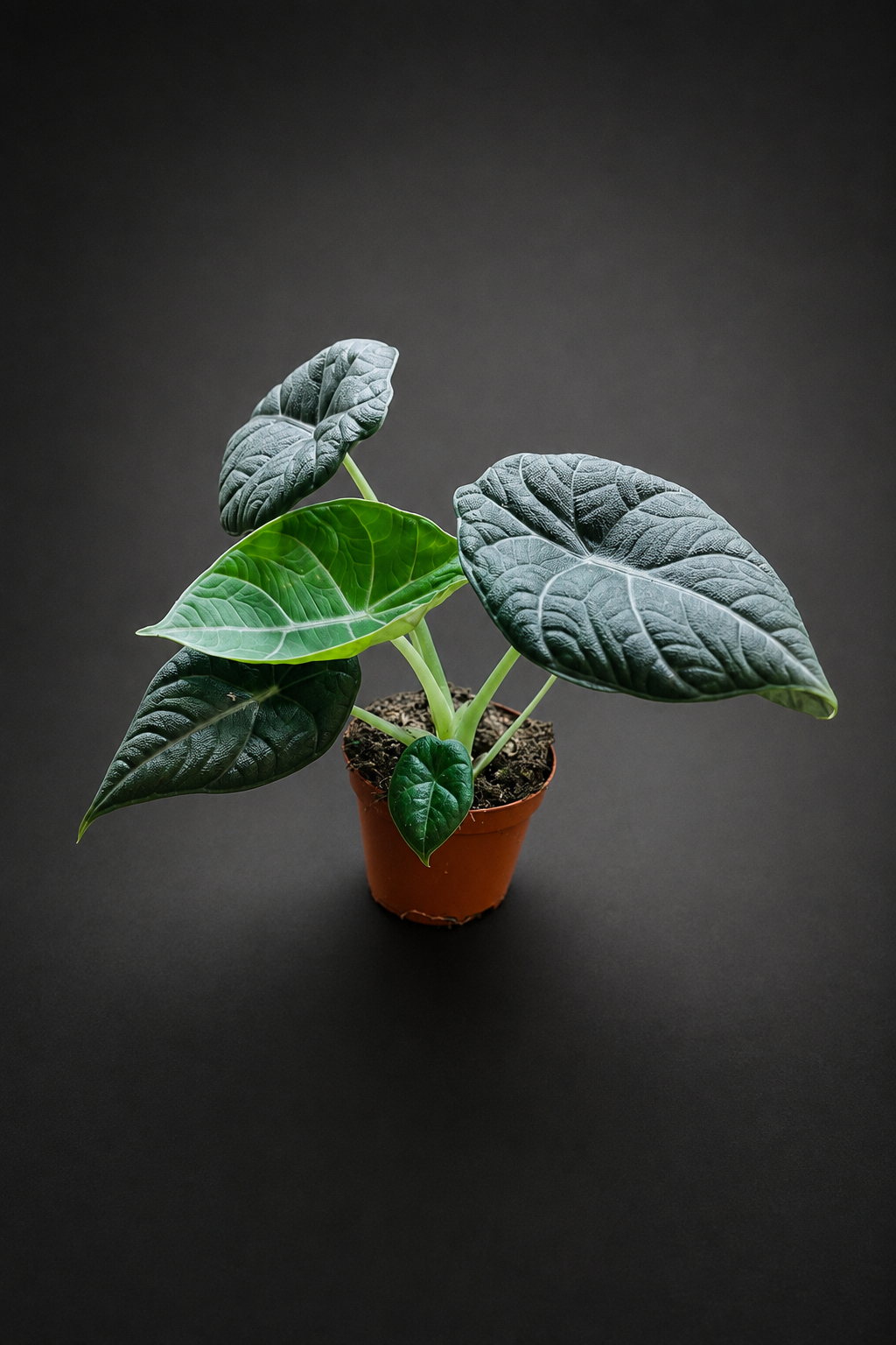 Alocasia Maharani