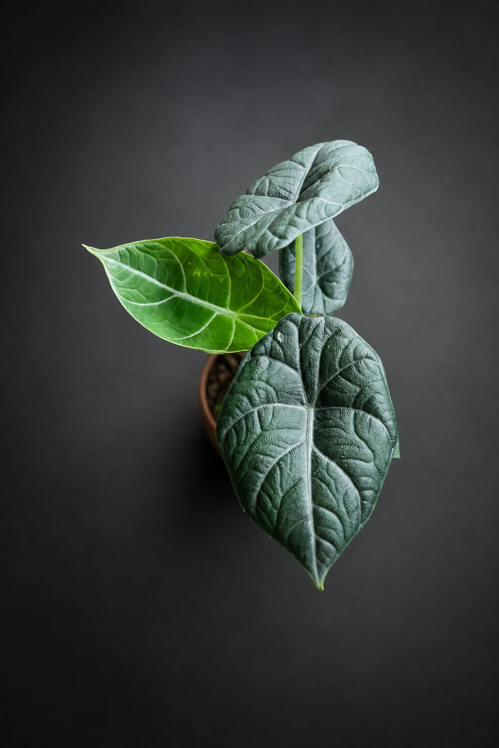 Alocasia Maharani