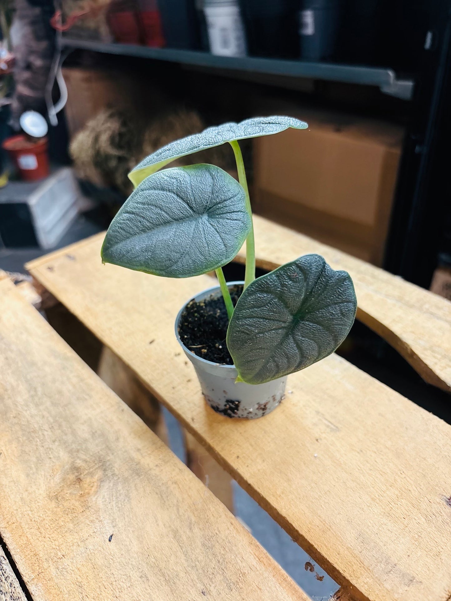 Alocasia Melo
