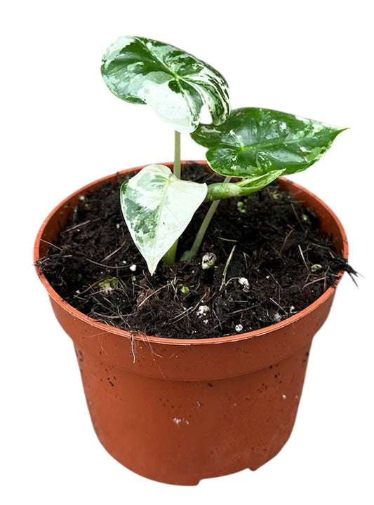 Alocasia Micholitziana Frydek Variegata