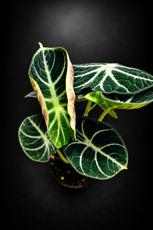 Alocasia Ninja
