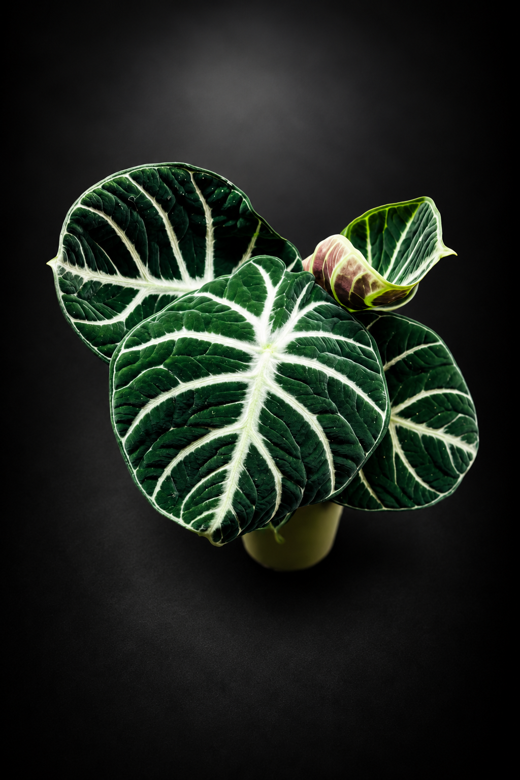 Alocasia Ninja