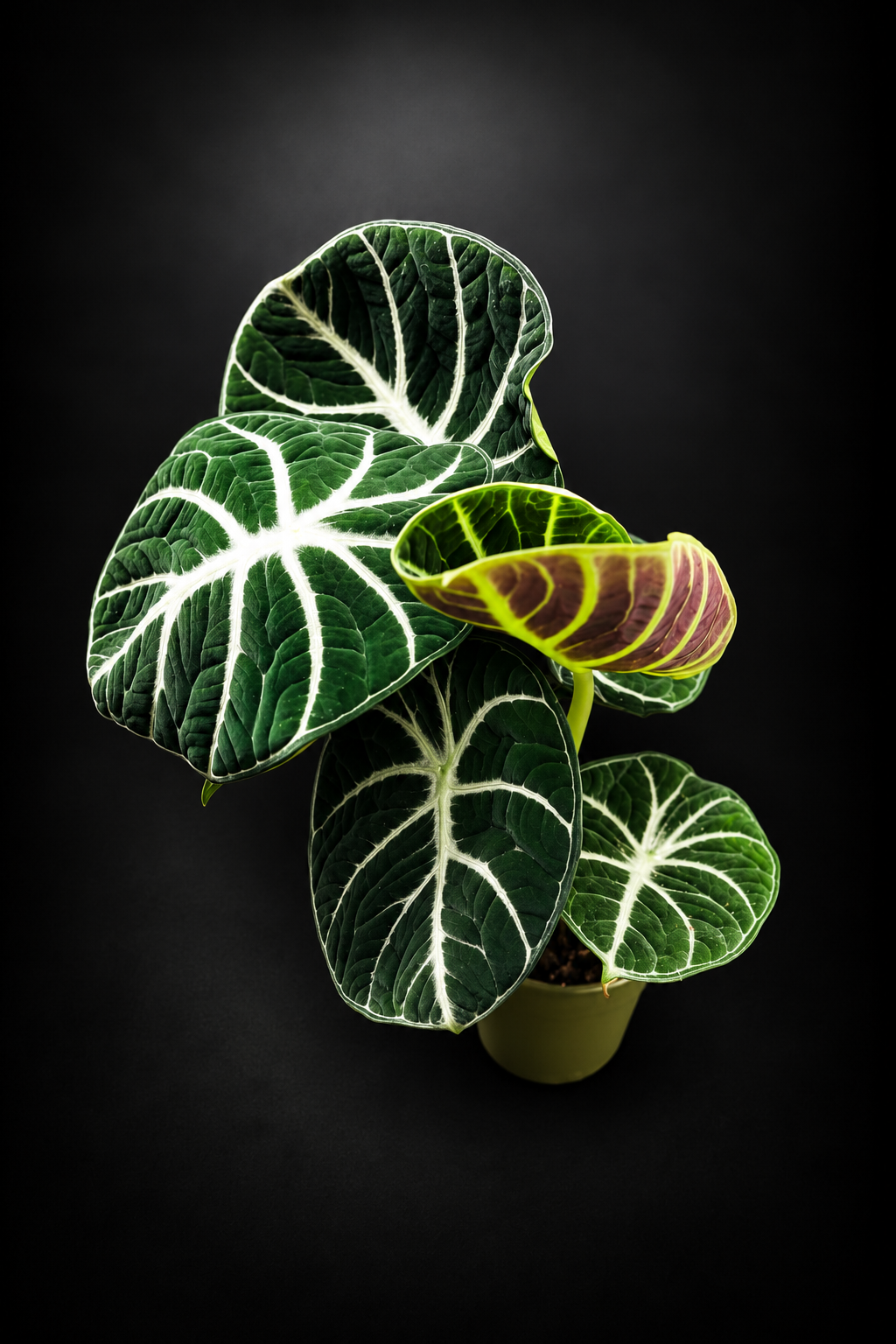 Alocasia Ninja