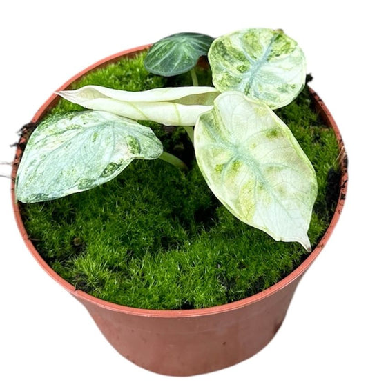 Alocasia Ninja Tricolor