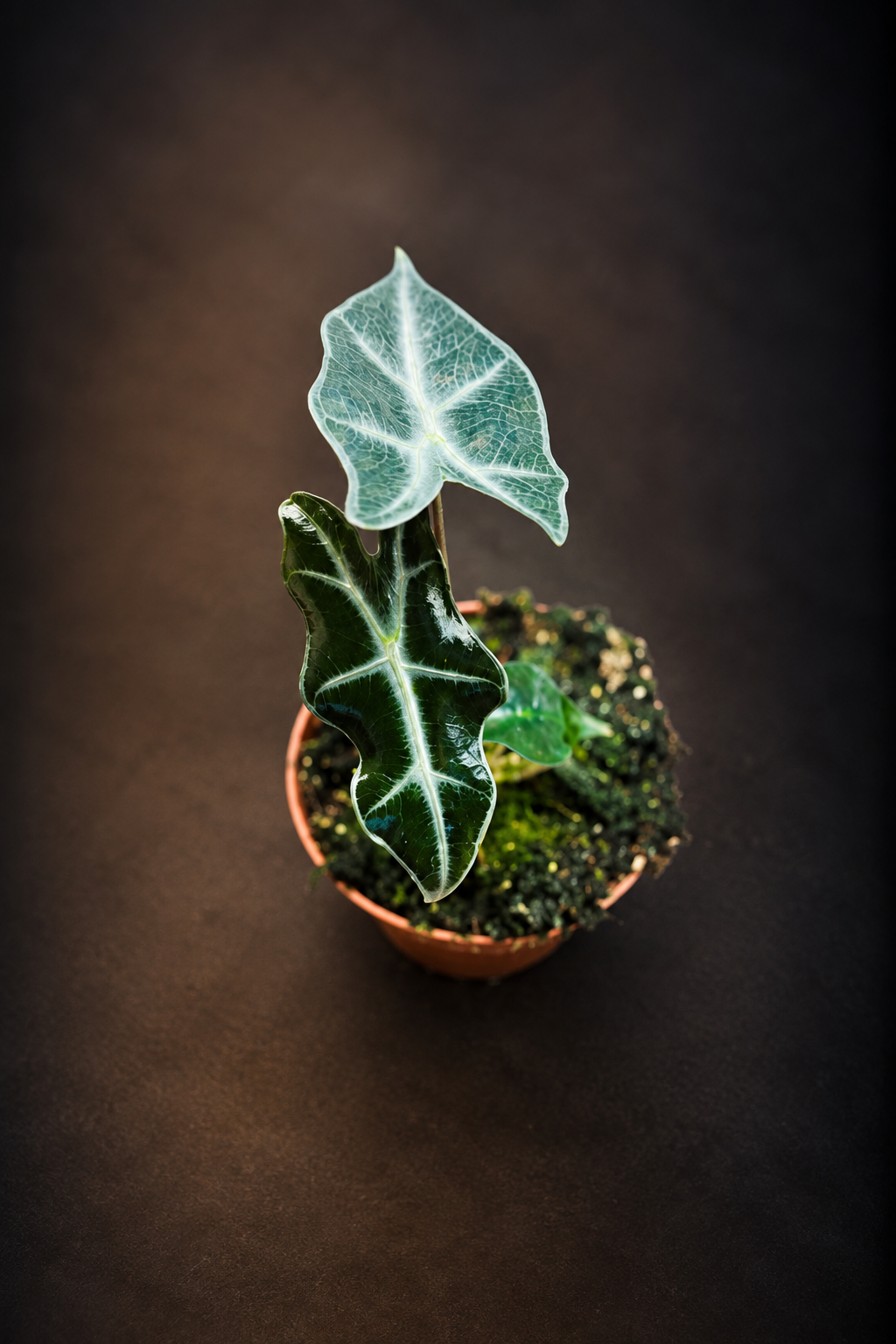 Alocasia Nobilis