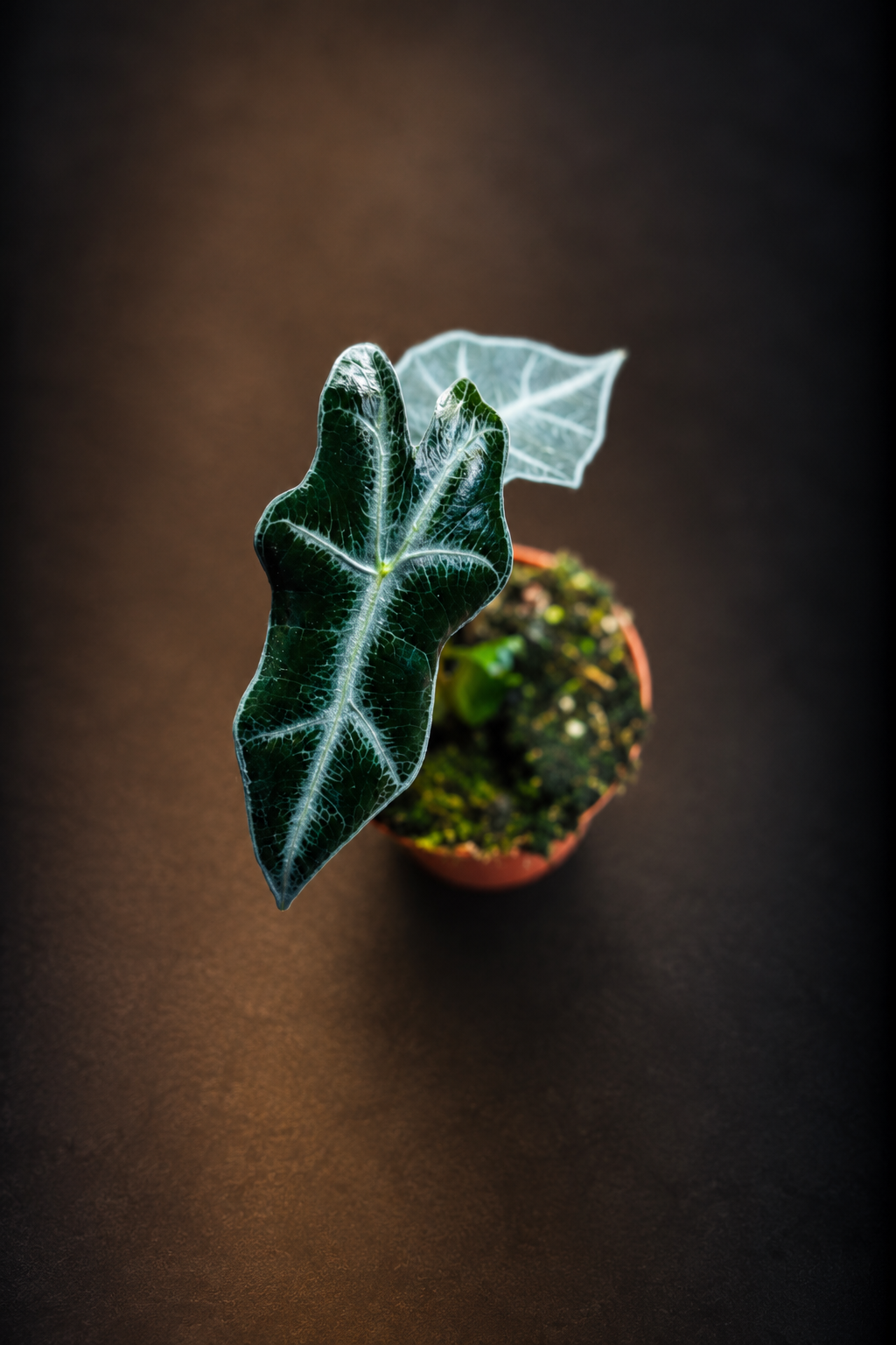 Alocasia Nobilis